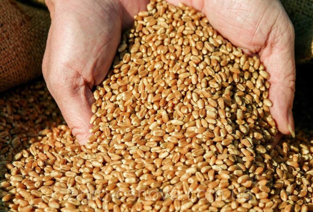 205035913 w0 h0 col2 14709 28404 e1774876593760.jpg